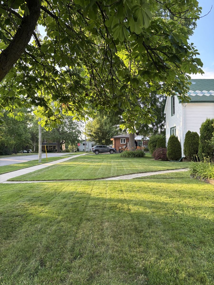 Mowed front yard under a mature tree