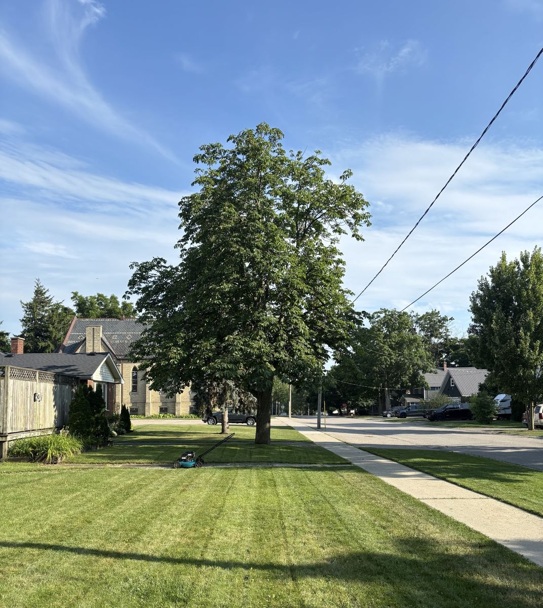 Freshly cut lawn with the mower still out