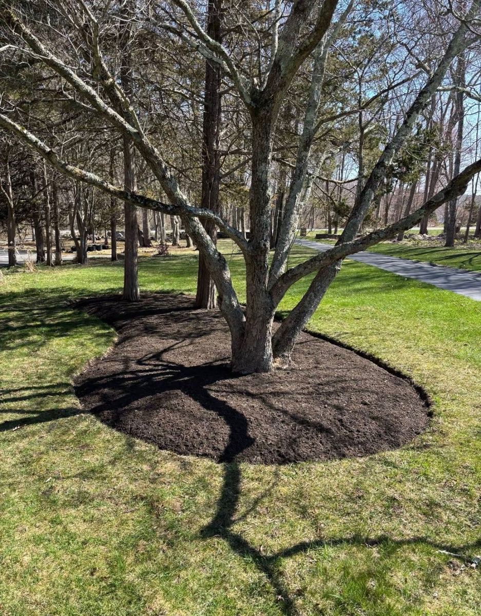 Fresh mulch installed in a ring around a tree